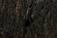Tamopsis fickerti
