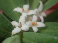 Pimelea tomentosa
