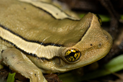 Trachycephalus mesophaeus