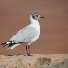 Chroicocephalus serranus