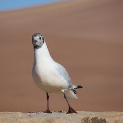 Chroicocephalus serranus