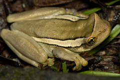 Trachycephalus mesophaeus