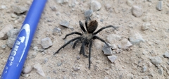 Aphonopelma paloma