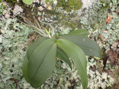 Drymoanthus adversus