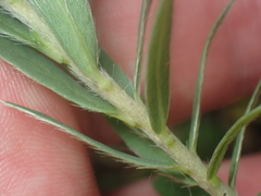 Pimelea tomentosa