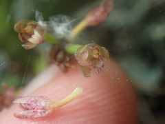 Drymoanthus adversus