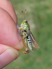 Gomphocerus sibiricus