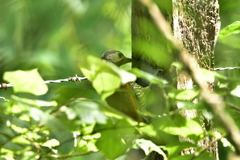 Colaptes auricularis