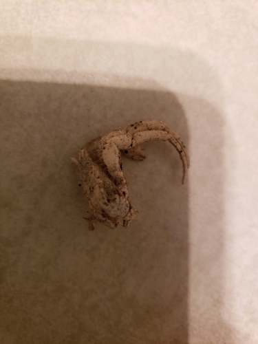 Isocheles wurdemanni