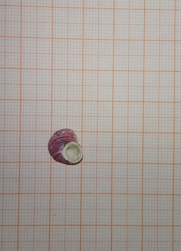 Gigahomalopoma sangarense