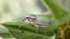 Aspidiotes westringii