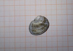 Littorina squalida