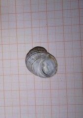 Littorina squalida