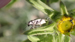 Aspidiotes westringii