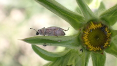 Aspidiotes westringii