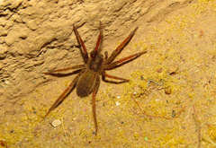 Ancylometes bogotensis