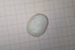 Niveotectura pallida