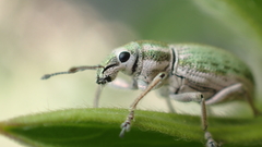 Aspidiotes westringii