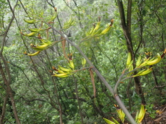 Phormium cookianum