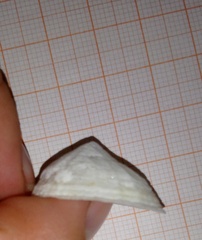 Niveotectura pallida