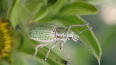 Aspidiotes westringii