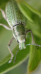 Aspidiotes westringii