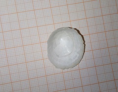 Niveotectura pallida