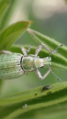 Aspidiotes westringii