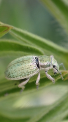 Aspidiotes westringii