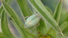 Aspidiotes westringii