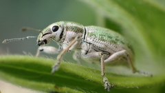 Aspidiotes westringii