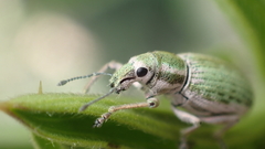 Aspidiotes westringii