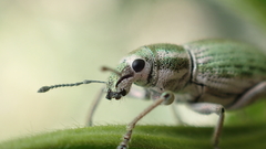 Aspidiotes westringii