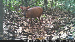 Cephalophorus callipygus