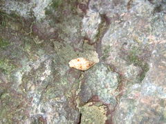 Mitridae