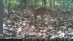 Cephalophorus leucogaster