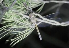 Anax ephippiger