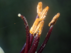 Phormium cookianum