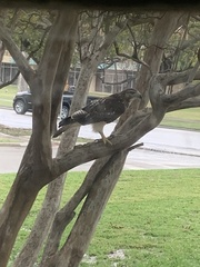 Buteo jamaicensis