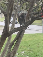 Buteo jamaicensis