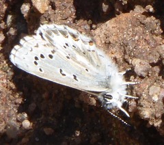Glaucopsyche piasus