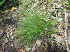 Carex inversa