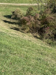 Eupatorium capillifolium