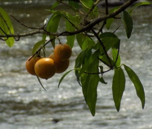Garcinia brasiliensis, photograph 4