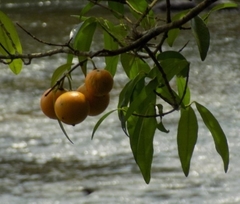 Garcinia brasiliensis, photograph author not stated, no rights reserved