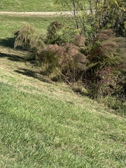 Eupatorium capillifolium
