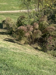 Eupatorium capillifolium