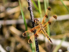 Libellula semifasciata