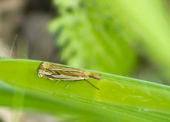 Crambus saltuellus