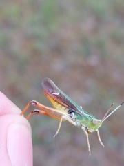 Stenobothrus lineatus